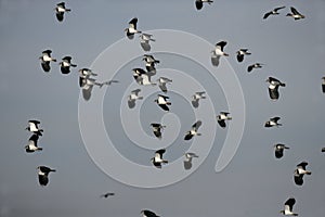 Northern lapwing, Vanellus vanellus