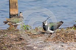 Northern Lapwing (Vanellus vanellus)