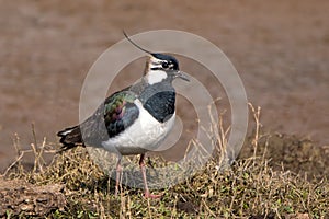 Northern Lapwing - Vanellus vanellus