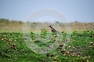 Northern lapwing (Vanellus vanellus), also known as the peewit or pewit