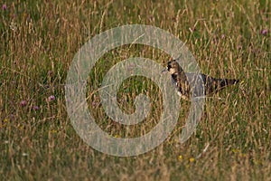 Northern lapwing Vanellus vanellus also known as peewit or pewit tuit or tew it green plover pyewipe or just lapwing