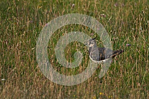 Northern lapwing Vanellus vanellus also known as peewit or pewit tuit or tew it green plover pyewipe or just lapwing