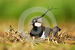 Northern lapwing Vanellus vanellus bird rain water in pond wetland wading shorebirds waders young nature wildlife cute photo