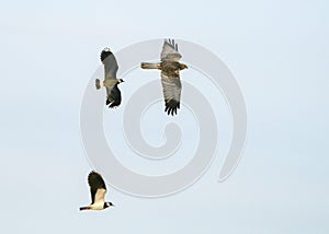 Northern lapwing (Vanellus vanellus) chasing the predator western marsh harrier.