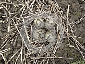 Northern lapwing, Vanellus vanellus