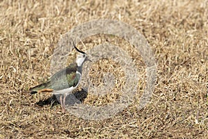 Northern lapwing, Vanellus vanellus on the field