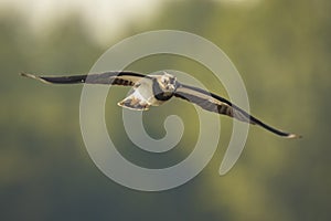 Northern Lapwing, Vanellus vanellus, in flight