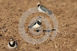 Northern Lapwing (Vanellus vanellus)  Germany