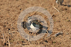 Northern Lapwing Vanellus vanellus  Germany