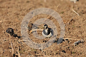 Northern Lapwing Vanellus vanellus  Germany