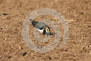 Northern Lapwing Vanellus vanellus  Germany