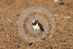 Northern Lapwing Vanellus vanellus  Germany