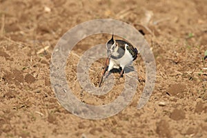 Northern Lapwing Vanellus vanellus  Germany