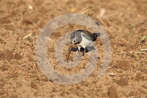 Northern Lapwing Vanellus vanellus  Germany