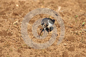 Northern Lapwing Vanellus vanellus  Germany