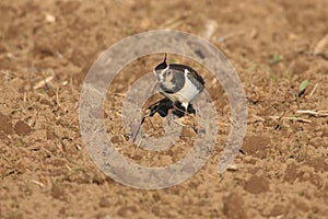 Northern Lapwing Vanellus vanellus  Germany