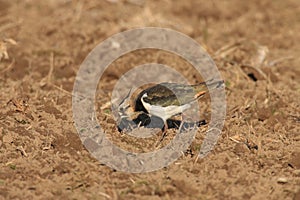 Northern Lapwing Vanellus vanellus  Germany