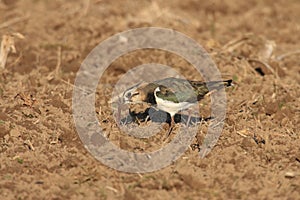 Northern Lapwing Vanellus vanellus  Germany