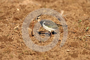 Northern Lapwing Vanellus vanellus  Germany