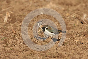 Northern Lapwing Vanellus vanellus  Germany