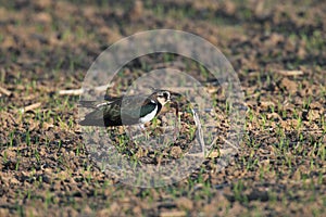 Northern Lapwing Vanellus vanellus  Germany