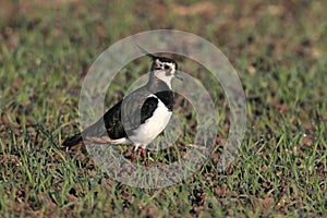 Northern Lapwing Vanellus vanellus  Germany