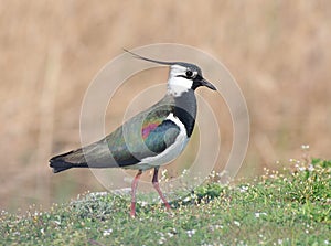 Northern lapwing (Vanellus vanellus)