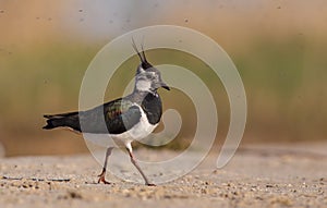 Northern Lapwing - Vanellus vanellus