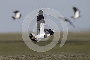 Northern lapwing or Vanellus vanellus observed in Gajoldaba, West Bengal, India