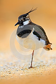 Northern Lapwing, Vanellus vanellus, portrait of water bird with crest. Water bird in the sand habitat. France. Wildlife scene fro