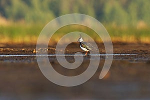 Northern lapwing (Vanellus vanellus) searching for food in the wetlands