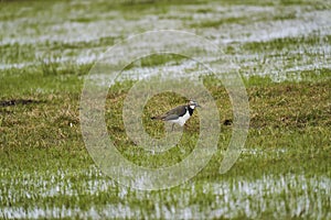 Northern lapwing, Vanellus vanellus, wading through a wetland