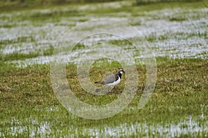 Northern lapwing, Vanellus vanellus, wading through a wetland