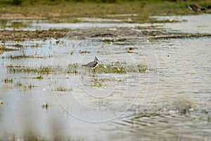 Northern Lapwing Vanellus vanellus wading in shallow water..