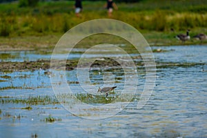 Northern Lapwing Vanellus vanellus wading in shallow water..