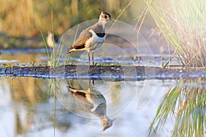 Northern lapwing young bird reflection in water with sunny hotspot