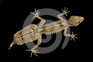 Northern leaf-tailed gecko Saltuarius cornutus