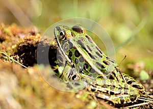 Northern Leopard Frog