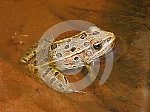 Northern Leopard Frog