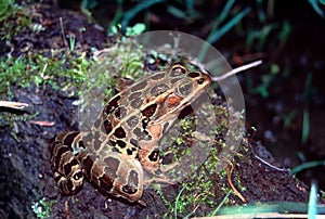 Northern Leopard Frog