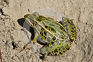 Northern leopard frog.