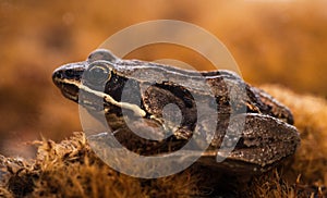 Northern Leopard Frog - Close-Up