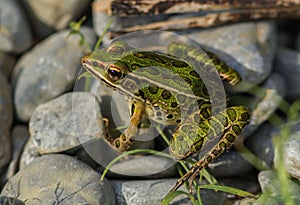Northern Leopard Frog(Lithobates pipiens)