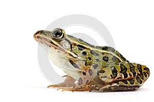 Northern Leopard Frog (Lithobates pipiens)