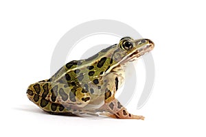 Northern Leopard Frog (Lithobates pipiens)