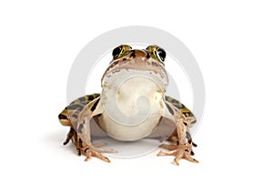 Northern Leopard Frog (Lithobates pipiens)