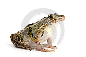 Northern Leopard Frog (Lithobates pipiens)