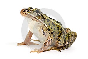 Northern Leopard Frog (Lithobates pipiens)