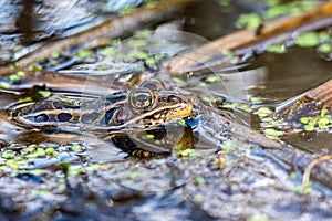 A northern leopard frog, Lithobates pipiens or ana pipiens, in shallow water at an Indiana wetlands