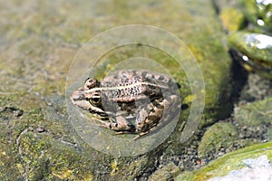 Northern Leopard Frog (Lithobates pipiens)